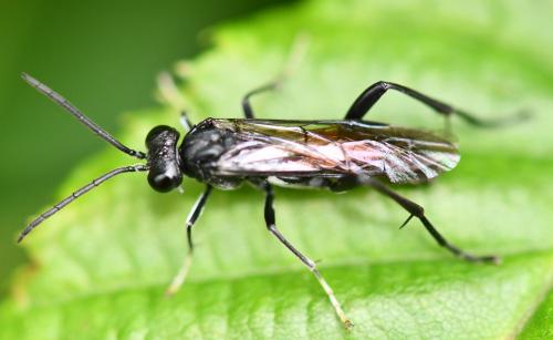 Réf. 275 568 : Macrophya blanda